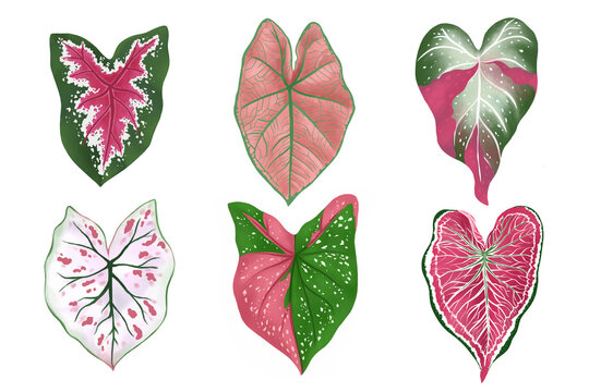 Set of Caladium leaf plant, Digital illustration isolated on white background