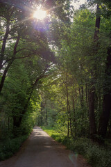 Obraz premium Forest path with colored lentil spots and sun rays in the morning in the forest