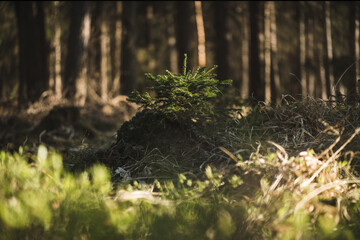 Young spruce seedlings growing from an old tree stump in a dark forest. Primeval forest in Europe.

