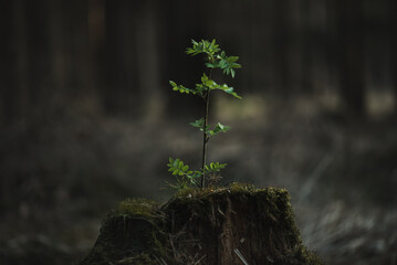 Young seedlings of a rowan growing from an old tree stump at sunset in the forest. Primeval forest...