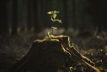 Young seedlings of a rowan growing from an old tree stump at sunset in the forest. Primeval forest...