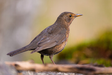Blackbird portrait