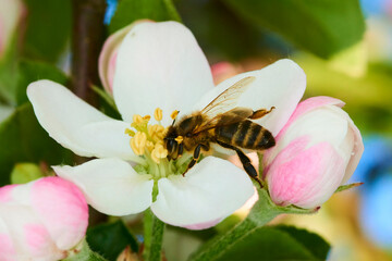 Bee pollinating apple blossoms. A bee collecting pollen and nectar from a apple tree flower. Macro shot with selective focus