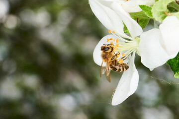 Honey Bee (Apis mellifera) pollinating apple blossoms. A bee collecting pollen and nectar from a...
