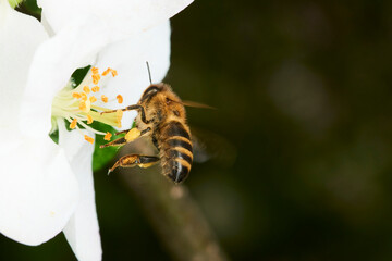 Honey Bee (Apis mellifera) pollinating apple blossoms. A bee collecting pollen and nectar from a apple tree flower. Macro shot with selective focus