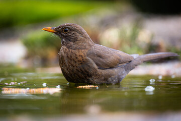 Blackbird portrait