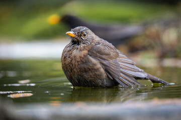 Blackbird portrait
