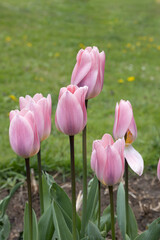 Obraz premium Pink tulips on green grass background