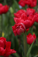 Fototapeta premium Peony red blooming tulips close-up