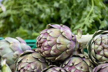close up of raw artichoke in a market