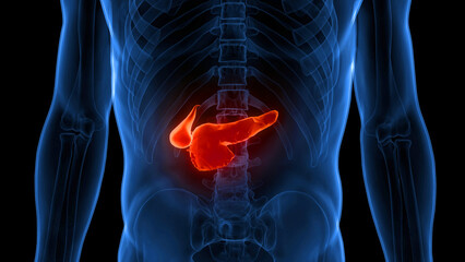 Human Internal Organs Pancreas with Gallbladder Anatomy - obrazy, fototapety, plakaty