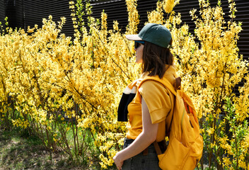 young woman tourist in cap with yellow backpack among flowering forsythia bushes in spring or summer enjoying nature tourism