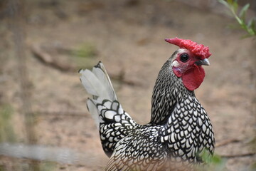 Beautiful cloured rooster (cockerel), hen, Chicken, Kuimbashiri, chicken, bird, hen, farm, animal, rooster, poultry, white, agriculture, feather, beak, nature, fowl, domestic, red, cockerel, farming