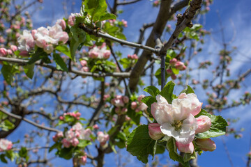 Apfelbaum in voller Blüte 