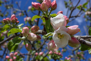 Obraz premium Apfelbaum in voller Blüte 