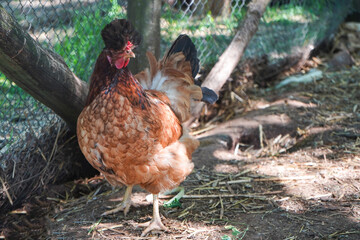 Portrait of a brown coloured crested chicken on home-farm