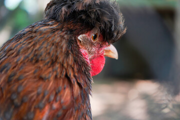Portrait of a brown colored crested chicken 