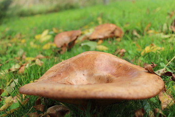 Champignon dans un jardin