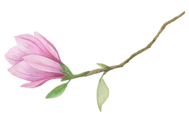 Magnolia flower watercolor hand-drawn clip art. Delicate flower isolated on a white background.