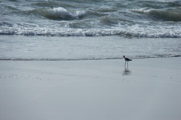 Bird on the beach 