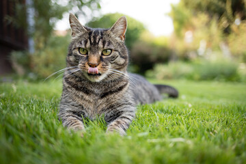 Tabby cat lies attentively on the grass. Cat looks curious and licks his nose with his tongue. gray...