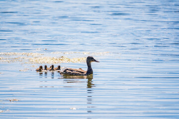 A family of ducks, a duck and its little ducklings are swimming in the water. The duck takes care of its newborn ducklings. Mallard, lat. Anas platyrhynchos