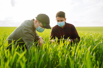 Farmers with tablet in the field. Farmers in sterile medical masks discuss agricultural issues on the field. Covid-19.