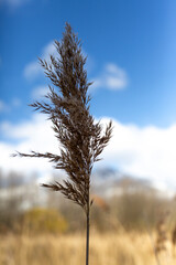Fototapeta premium tree in the snow