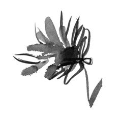 Black brush flower silhouette. Ink drawing wild plants, herbs or flowers, monochrome botanical illustration. Astra isolated on white.