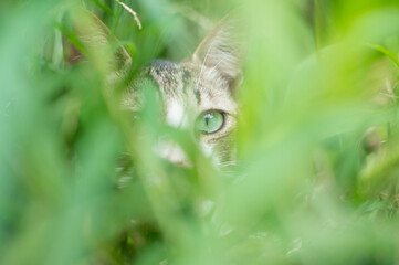 Stray cats living in Japanese forests