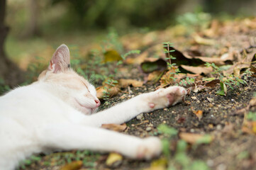 Wild cat sleeping in a Japanese forest