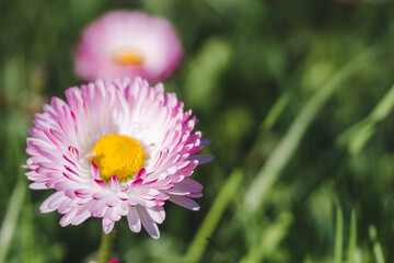 Daisy in the green grass. Daisy ( Bellis perennis) head on a green blurred background with space for text © Anna Skliarenko