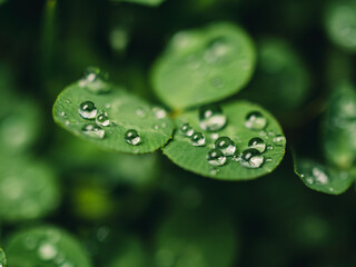 water drops on a green leaf