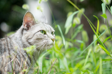 Stray cats living in Japanese forests