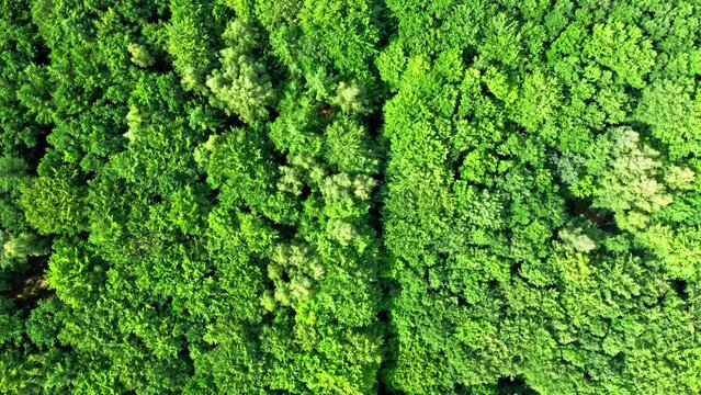 Top down view of green trees. Aerial view of naure