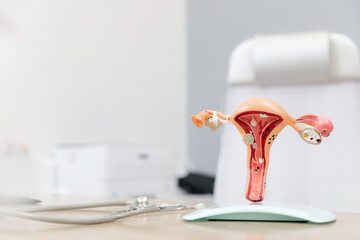 Closeup model of female reproductive system, consultation gynecologist medical institution
