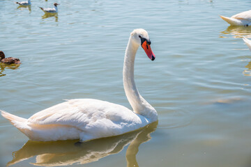 Graceful white Swan swimming in the lake, swans in the wild. Portrait of a white swan swimming on a lake.