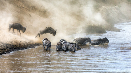  Wildebeest and zebra cross the Mara River during the annual great migration in theMasai Mara,...