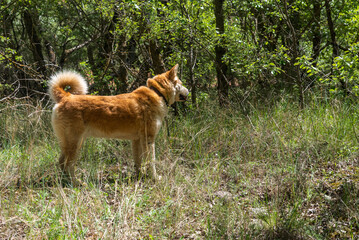 young female dog, akita inu, alert, watchful on the forest in a sunny day of spring