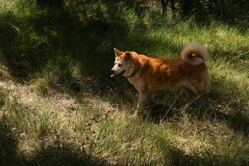 young female dog, akita inu, alert, watchful on the forest in a sunny day of spring