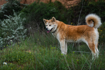 young female dog, akita inu, alert, watchful on the forest in a sunny day of spring