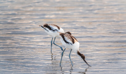 Two water birds pied avocet, Recurvirostra avosetta, feeding in the lake. The pied avocet is a large black and white wader with long, upturned beak