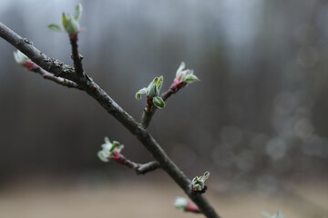 Spring background catkins on tree branches. Selective focus.
