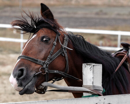 Portrait of racing hourse in stable. Animal is trying to get free