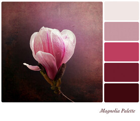 Pink magnolia flower, textured to look like a vintage painting or print, in a colour palette with...