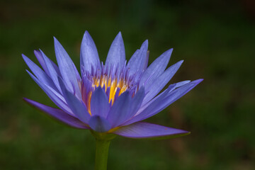 Closeup view of bright purple blue and golden yellow tropical water lily flower blooming in bright sunlight isolated on natural background