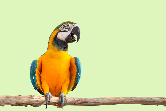 macaw parrot bird smile catch on wood tree branch colorful animal isolated with clipping path