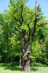 Die Humboldteiche, Naturdenkmal im Frühling bei Sonnenschein im Schlosspark Tegel in Berlin