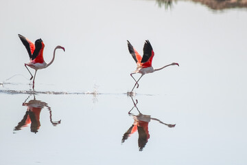 Two flamingos are running to start flying in the marshes