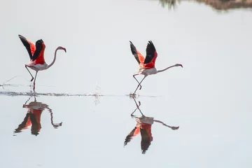 Zelfklevend Fotobehang Two flamingos are running to start flying in the marshes © Alfredo